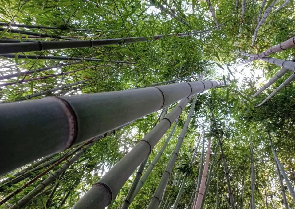 il bosco di bambu di bambuseto, ripreso da terra
